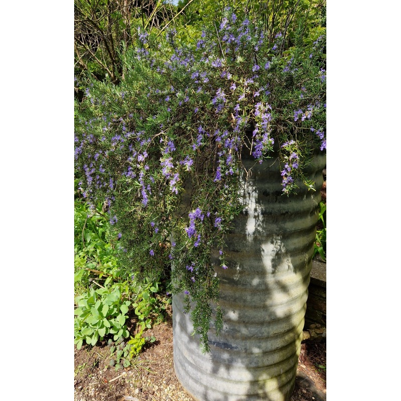 Rosemary trailing|9cm