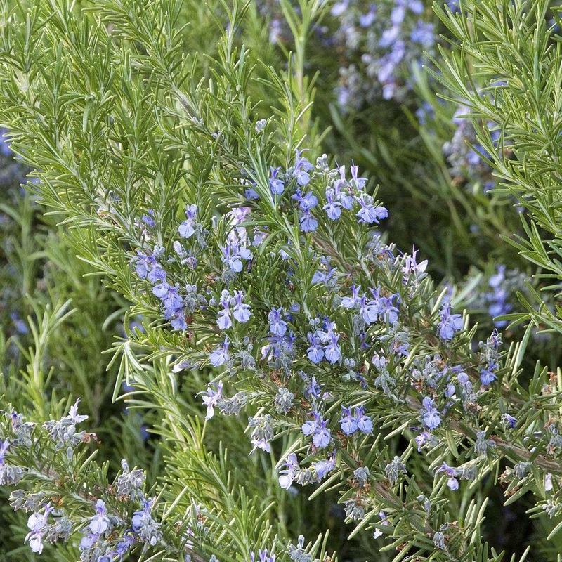 Rosmarinus ‘Tuscan Blue’ – Tuscan Blue Rosemary – 5 Gallon