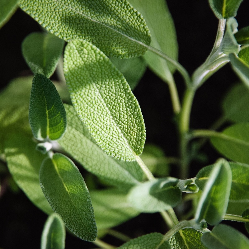 Sage Broadfleaf|9cm