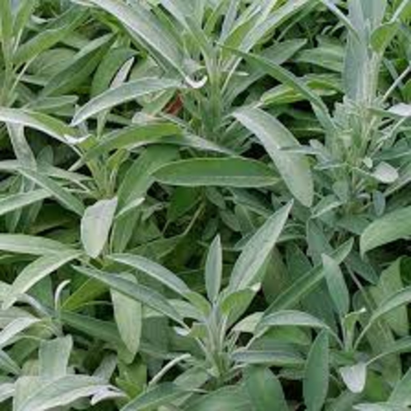 Sage common|9cm