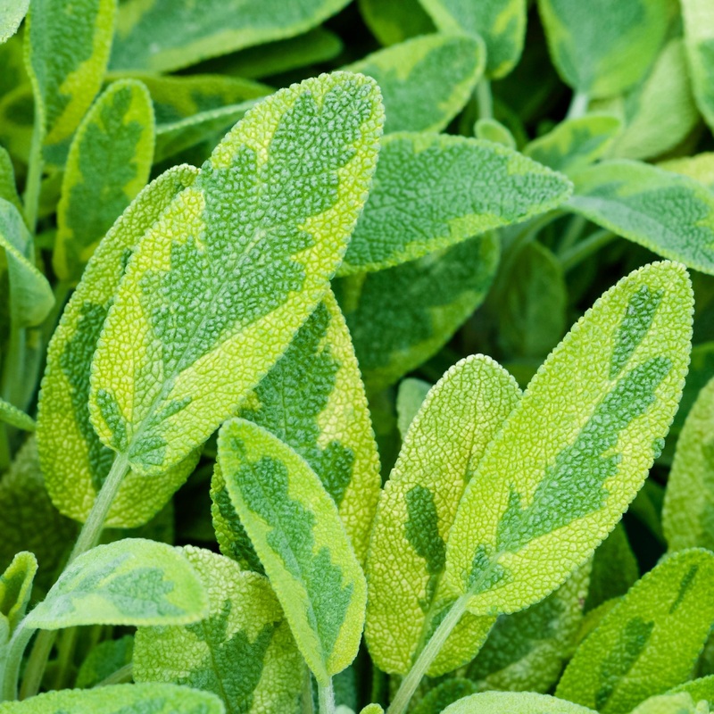 Sage Icterina|9cm
