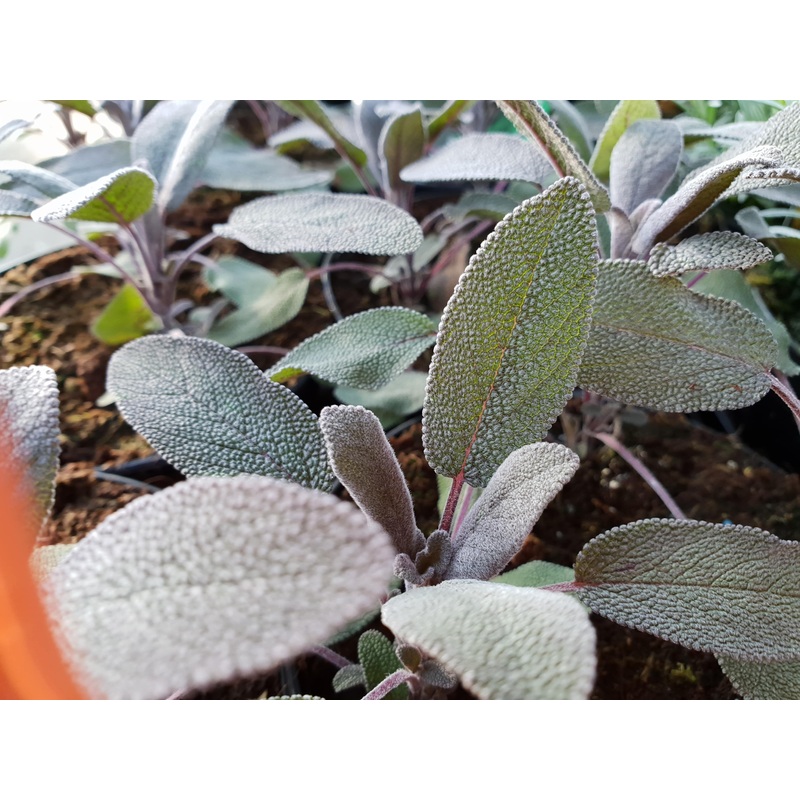 Sage Purple – Ready soon|2L