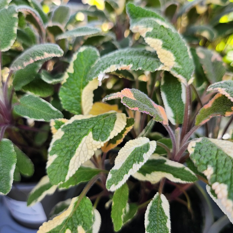 Sage Tricolor|9cm