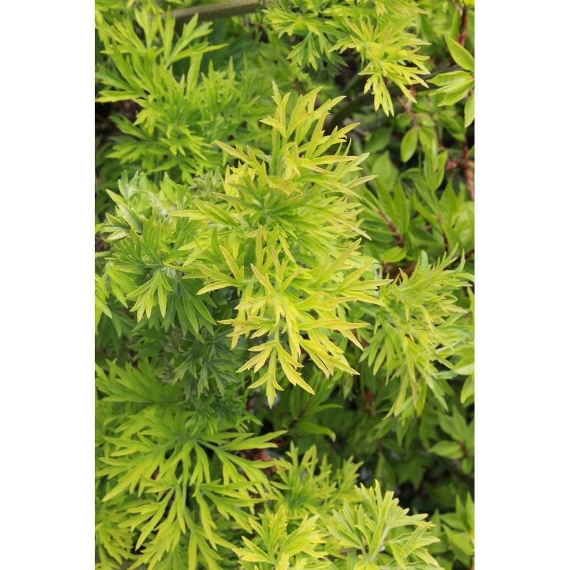 Sambucus nigra ‘Golden Tower’|3L