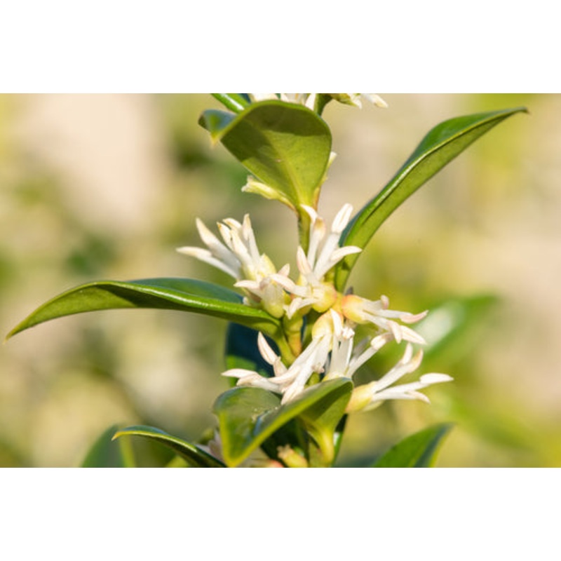 Sarcococca ‘Dragon Gate’|3L