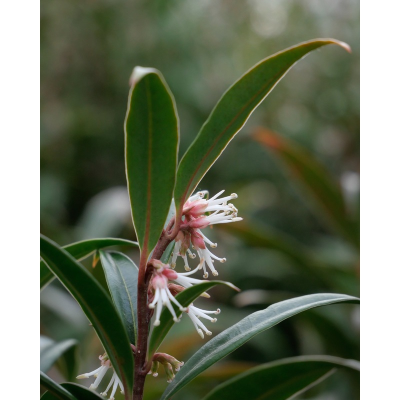 Sarcococca ‘Purple Gem’|2L