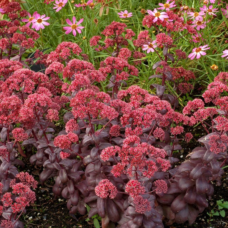 Sedum telephium ‘Desert Black’