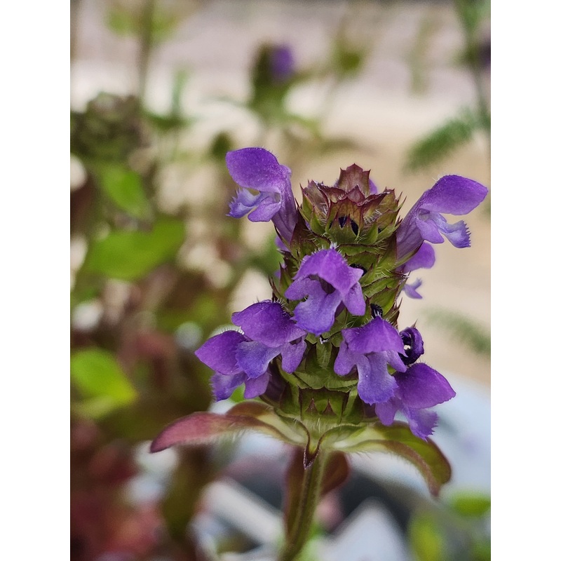 Selfheal|9cm