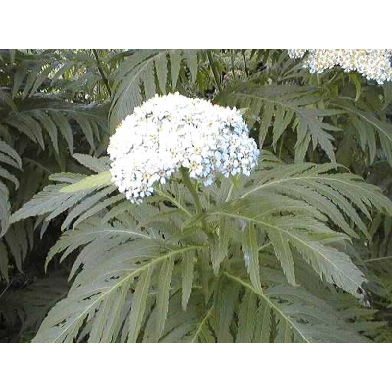 Sweet Cicely|9cm
