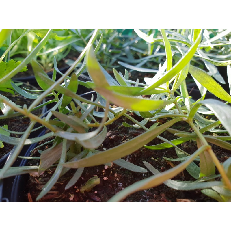 Tarragon French|1L