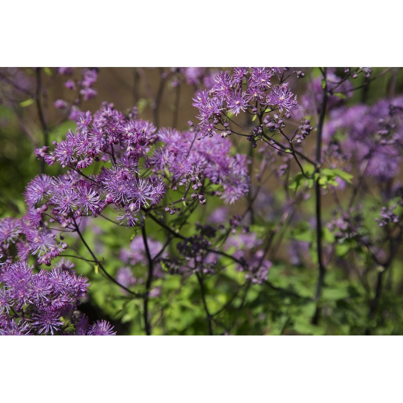 Thalictrum ‘Black Stockings’|3L