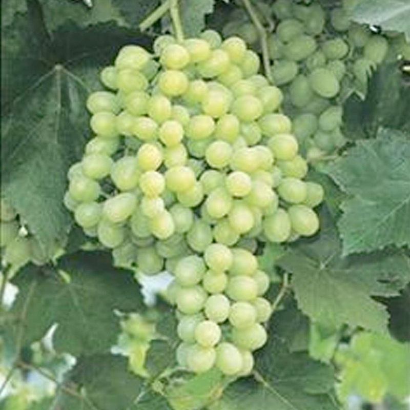 Thompson Seedless Grape – 1 Gallon