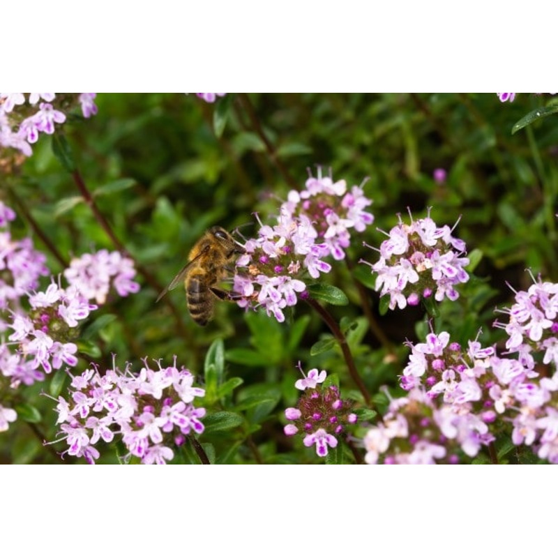 Thyme Caraway|9cm