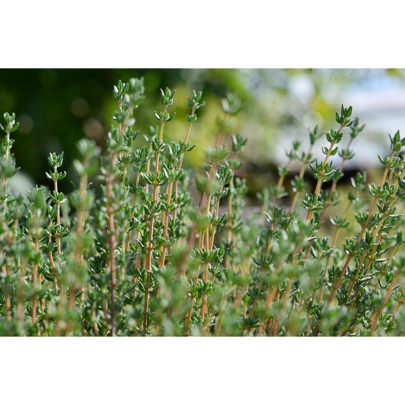 Thyme common|9cm|1L