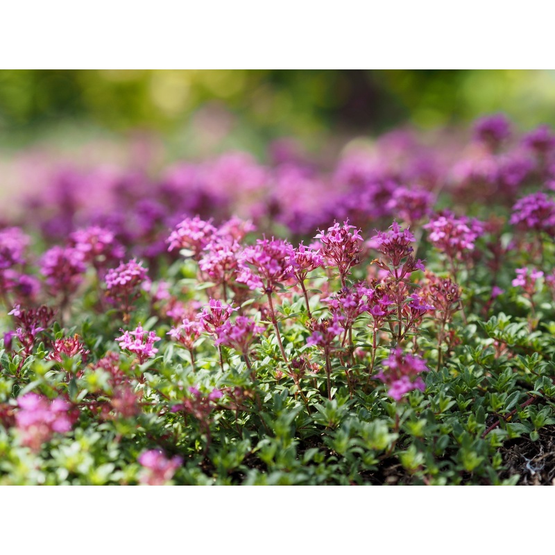 Thyme ‘Creeping Lemon’|9cm