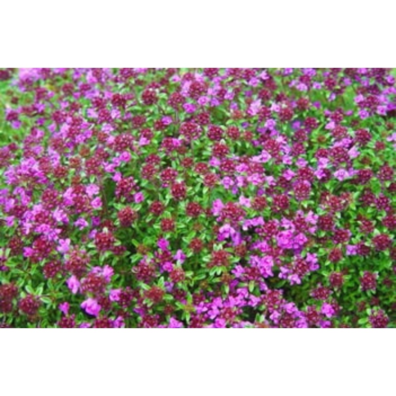 Thyme ‘Creeping Red’|9cm