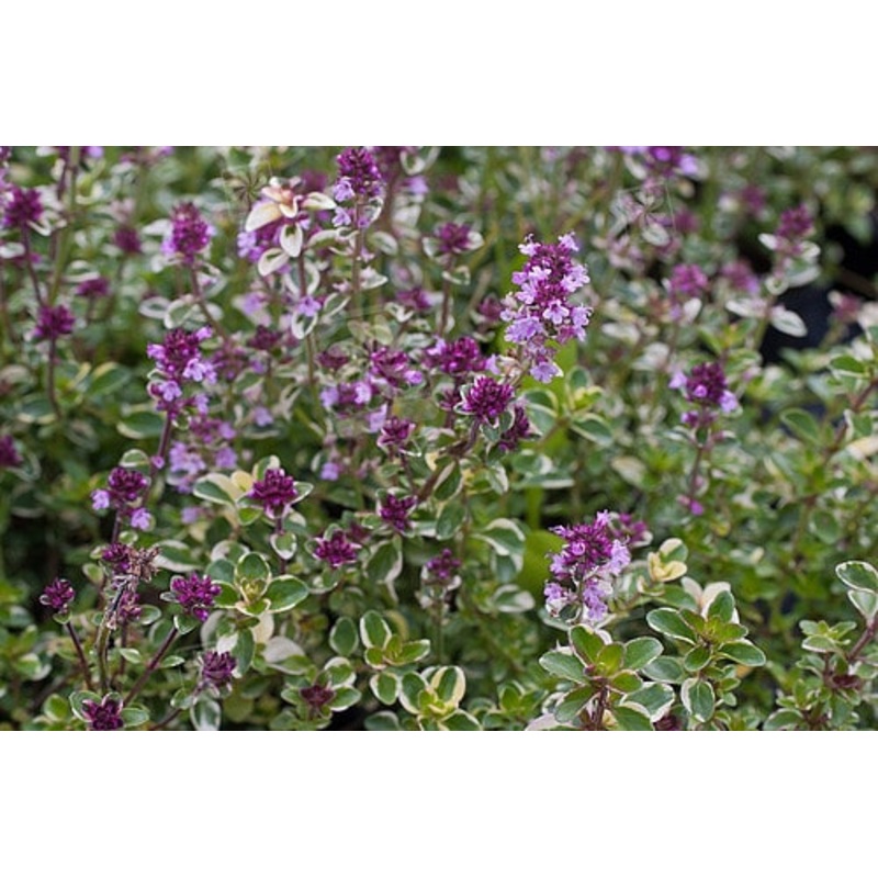 Thyme  Foxley|1L
