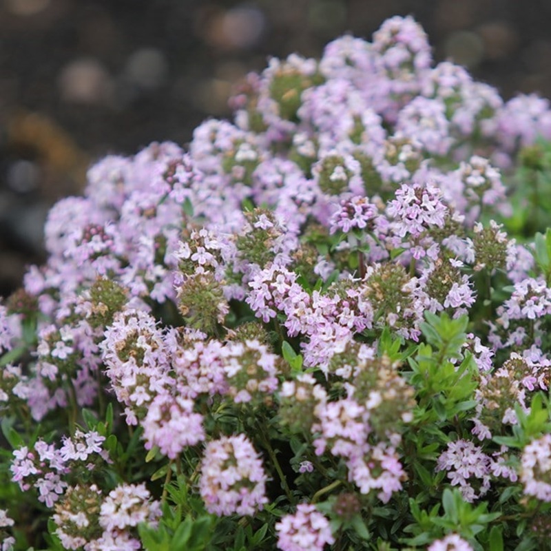 Thyme ‘Jekka’|1L
