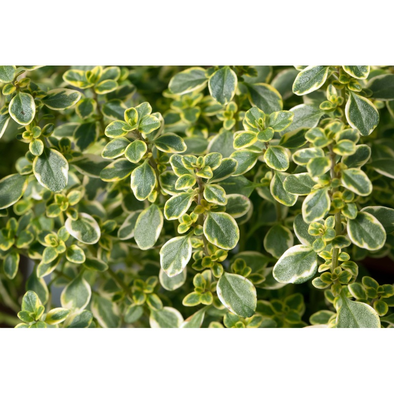 Thyme  Lemon|1L
