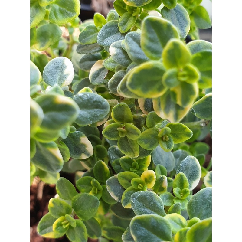 Thyme  Lemon Variegated|9cm