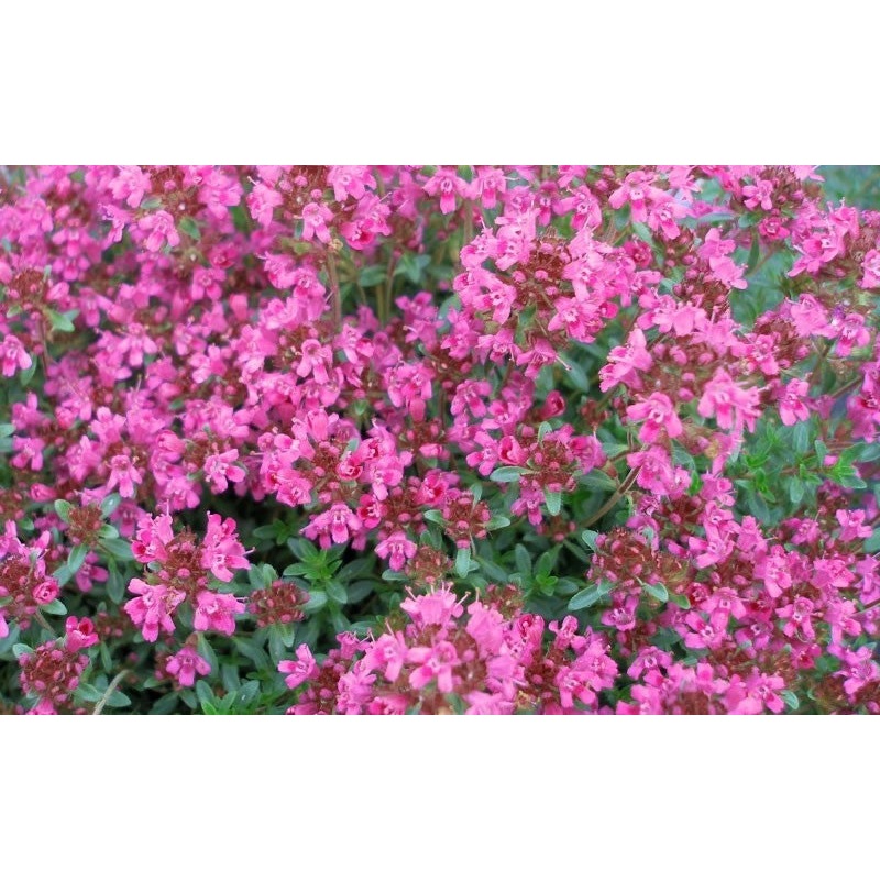Thyme  Pink Chintz|1L