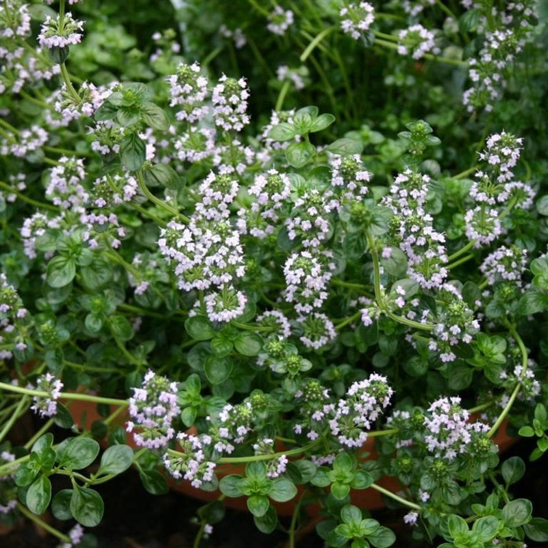 Thyme ‘Tabor’|9cm