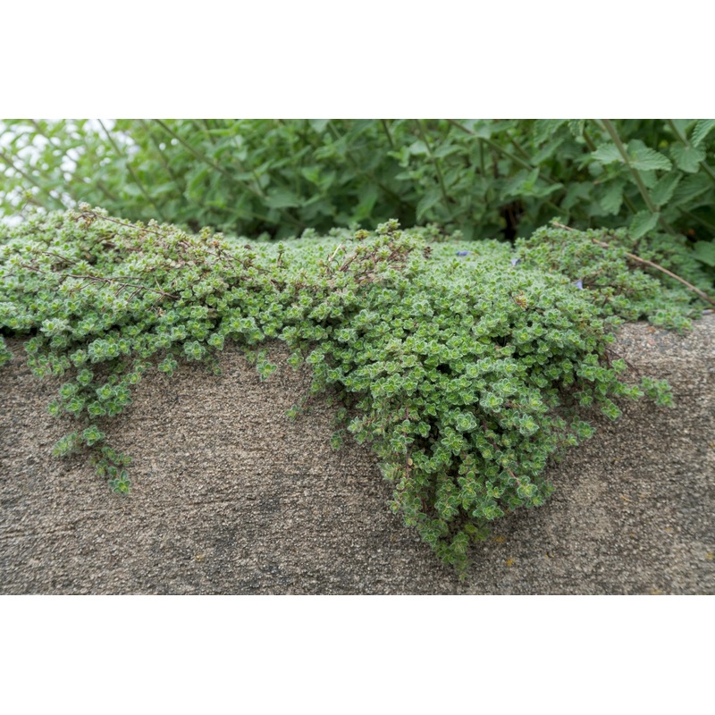 Thyme ‘Woolly’|9cm