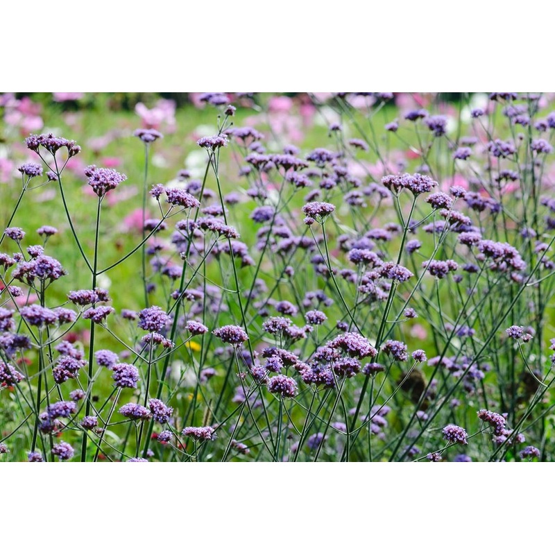 Verbena bonariensis|9cm|1L