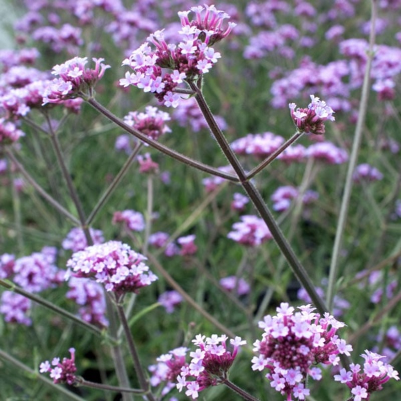 Verbena bonariensis ‘Lollipop’ (PBR)