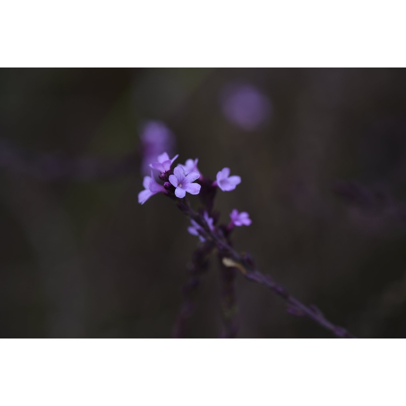 Verbena officinalis var. ‘Bampton’ – Sold out for 2024
