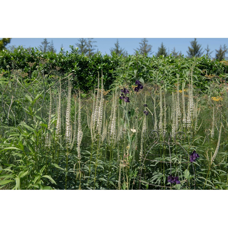 Veronicastrum virginica ‘Album’