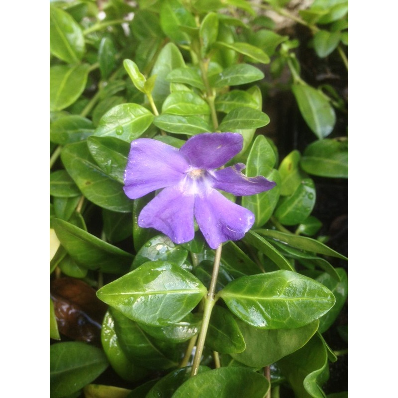 Vinca minor|1L