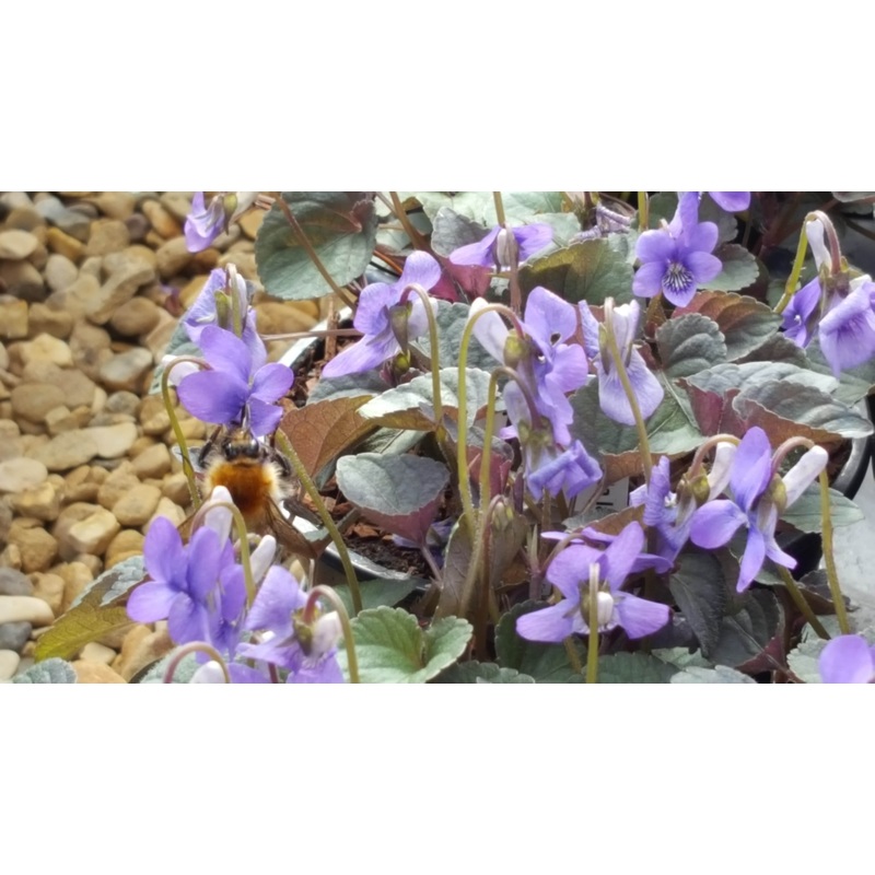 Viola labradorica|9cm