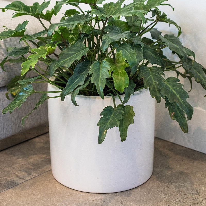 White Matte Cylinder Pot – 10in