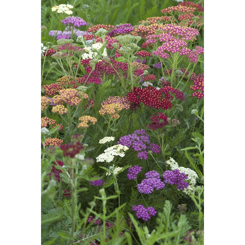 Achillea ‘Flowerburst Fruitbowl’