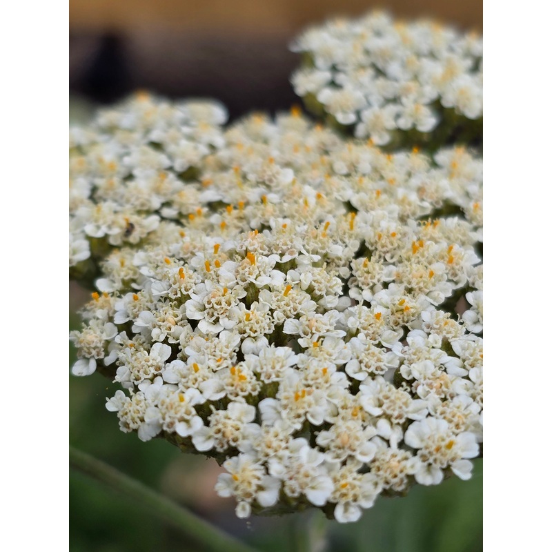 Achillea ‘Heinrich Vogeler’|2L