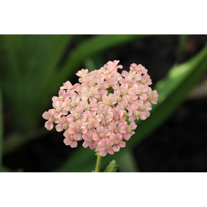Achillea millefolioum ‘Appleblossom’