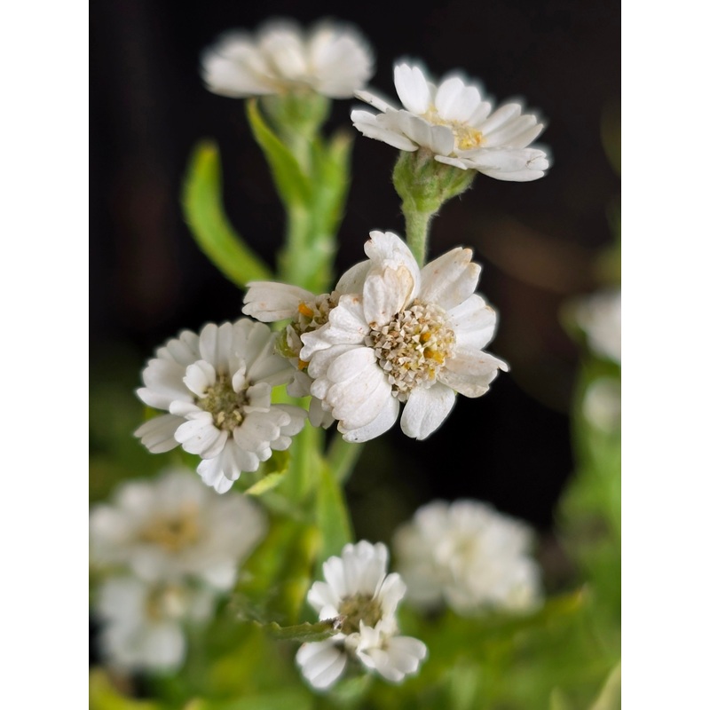 Achillea ptarmica ‘Double Diamond’