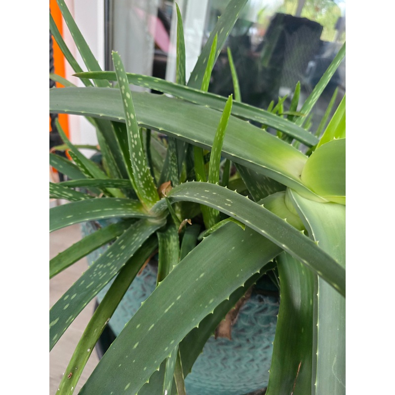 Aloe vera|12cm
