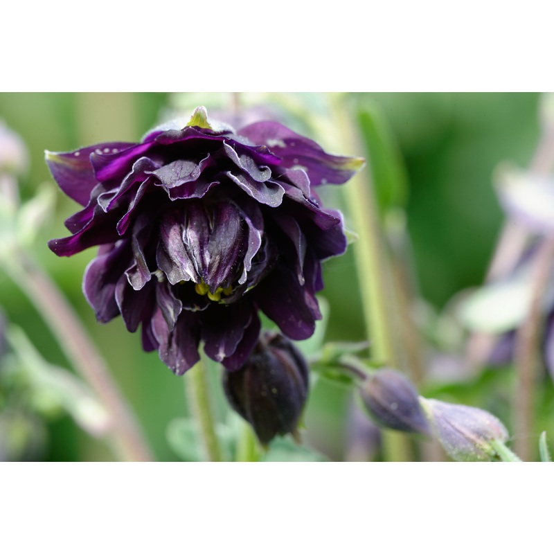 Aquilegia vulgaris v.s. ‘Black Barlow’