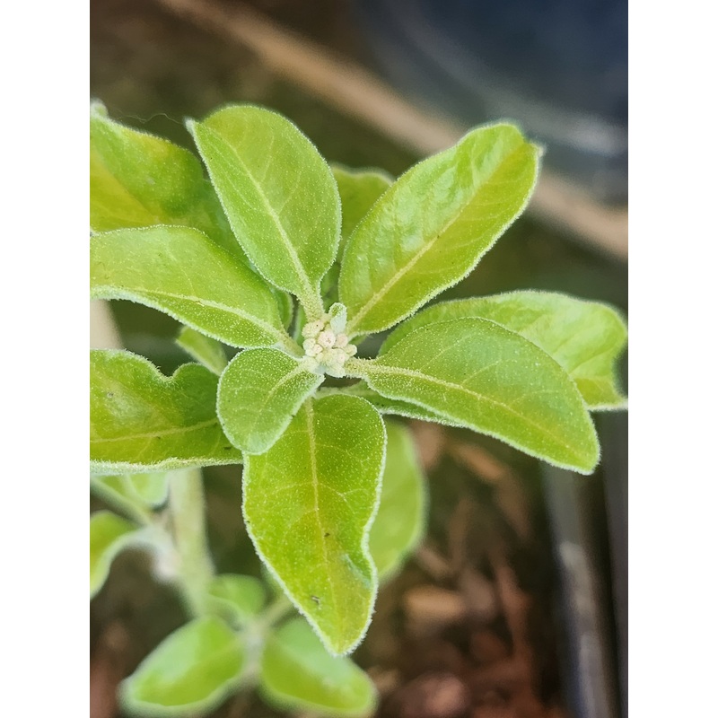 Ashwagandha|9cm