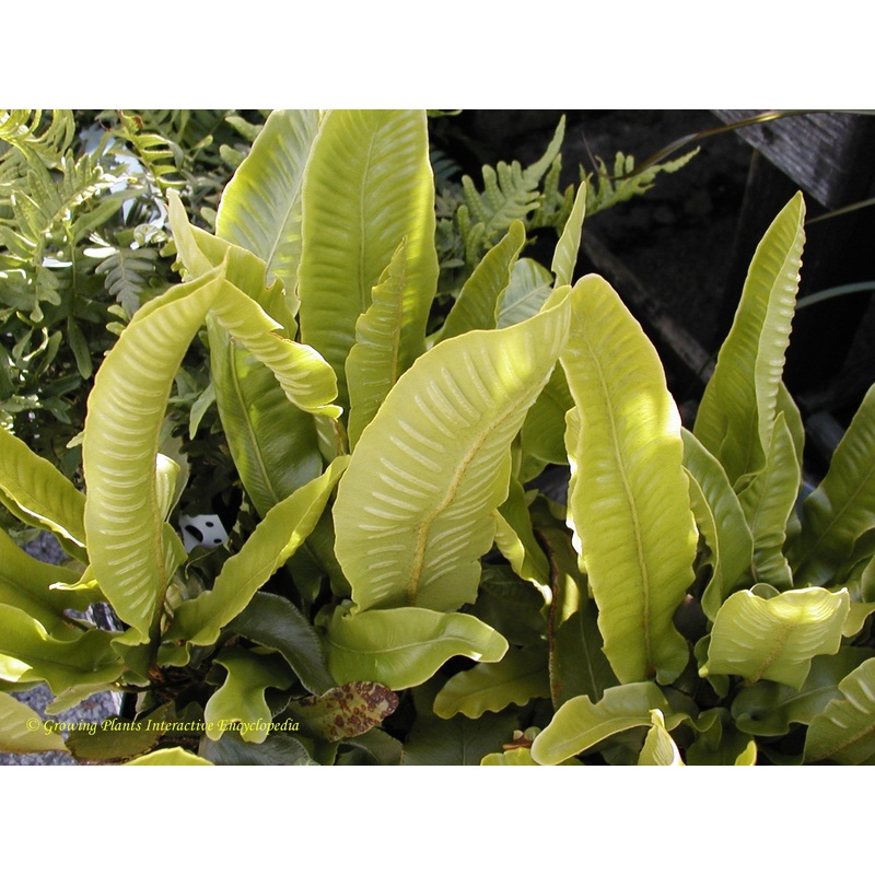 Asplenium scolopendrium|2L
