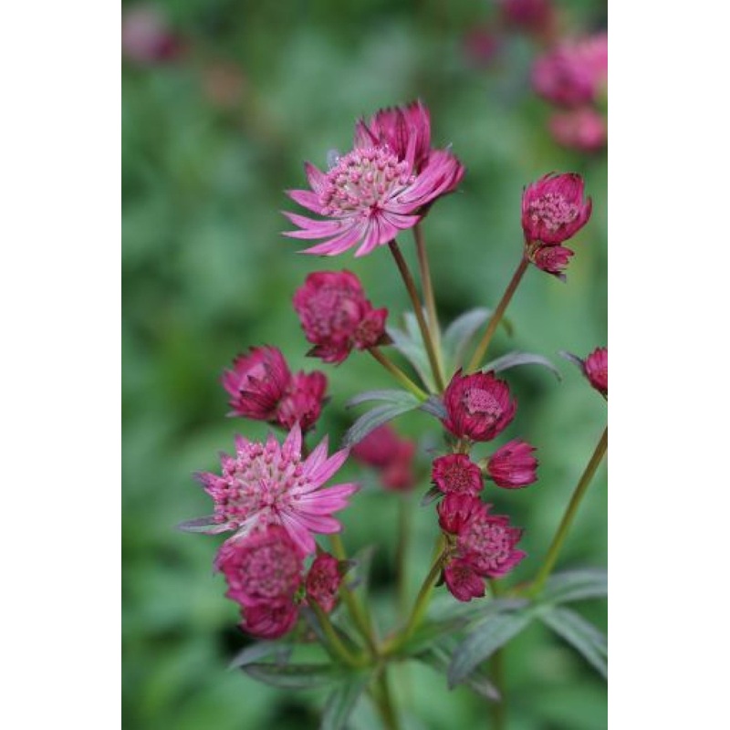 Astrantia major ‘Cerise Button’