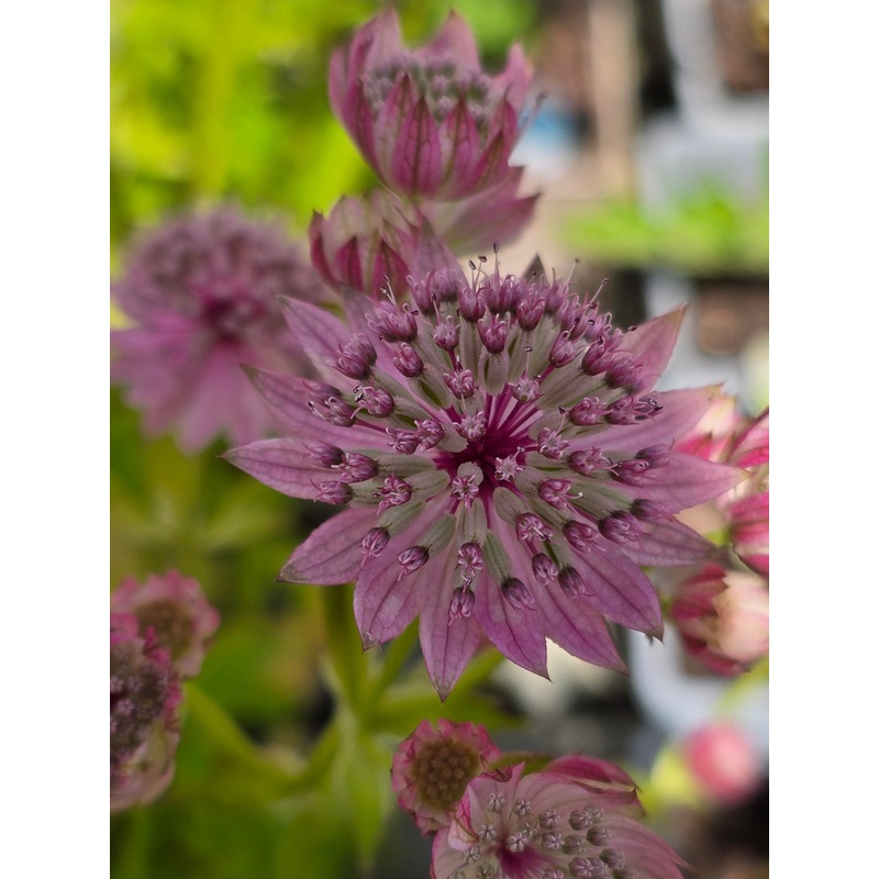 Astrantia major ‘Pink Pride’|2L