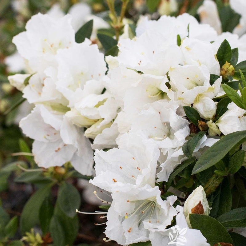 Azalea indica ‘Alaska’ – Alaska Azalea – 2 Gallon