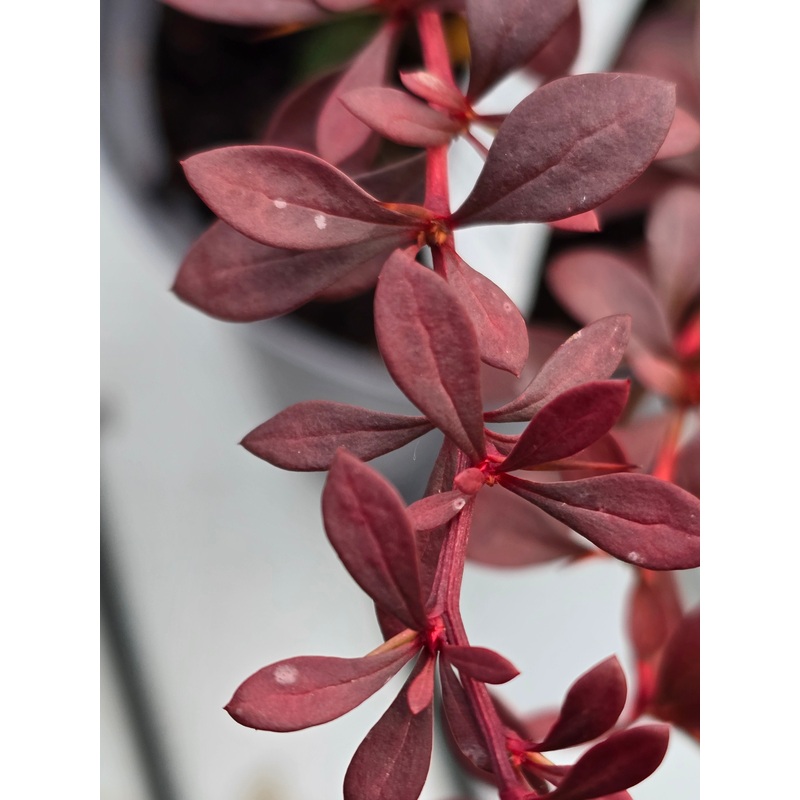 Berberis thunbergii atropurpurea
