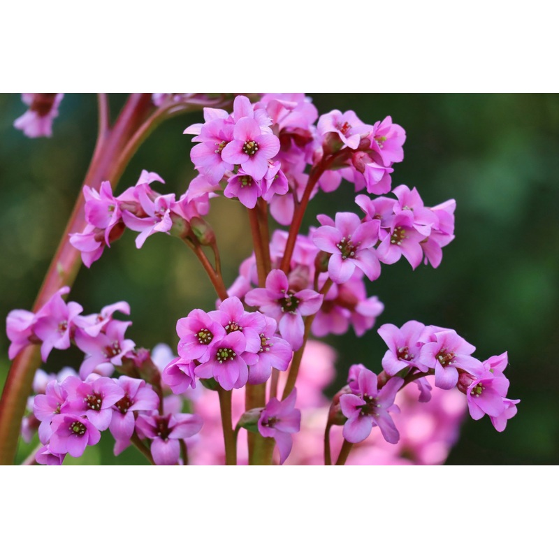 Bergenia ‘Winterglut’|1.5L