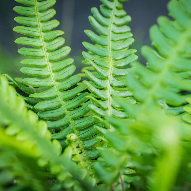 Blechnum spicant|3L