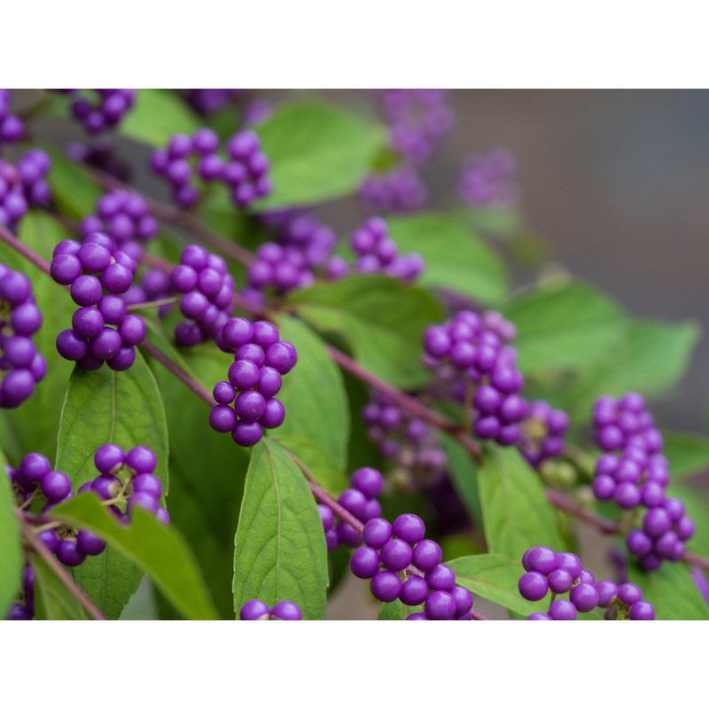 Callicarpa bodinieri ‘Magical Deep Purple’ (PBR)