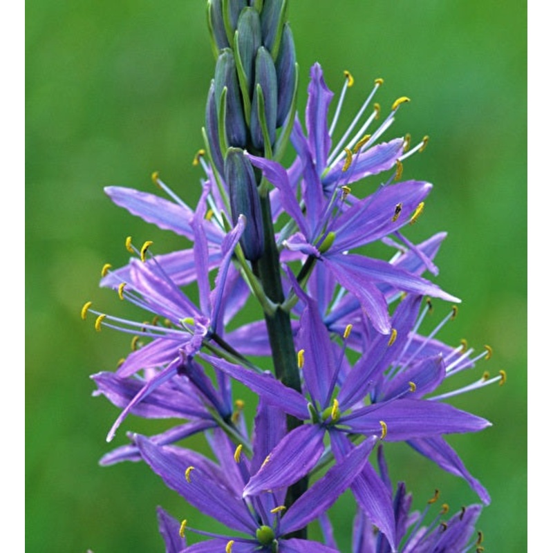 Camassia quamash (Potted)|9cm